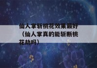 仙人掌斩桃花效果最好（仙人掌真的能斩断桃花劫吗）