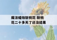 魔法蜡烛斩桃花 斩桃花二十多天了还没结果