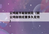 公鸡能不能斩桃花（铜公鸡斩桃花要多久见效）