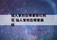 仙人掌放在哪里斩烂桃花 仙人掌放在哪里最旺