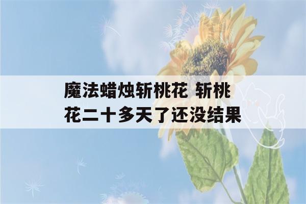 魔法蜡烛斩桃花 斩桃花二十多天了还没结果